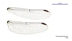 Male wings