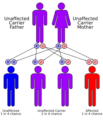 At top, a man and woman in purple. Both are heterozygous. It shows the four options for their children: a blue child who has both dominant alleles who has no sickle cell disease nor resistance to malaria. The next two are purple, and are heterozygous. The last is in red and has both recessive alleles.