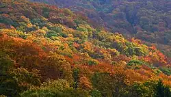 Autumn in the Bükk Mountains