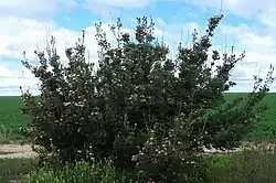 a large spreading shrub in an area of low vegetation less than 1 m (3.3 ft) high on a sunny day