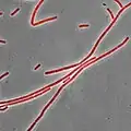 Bacillus subtilis stained with Nile red as a membrane dye (shown in red). This strain grows partly as cell chains, so a membrane dye may be useful to distinguish internal cell boundaries.