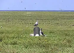 Masked booby on gravestone