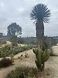 Balboa Park Cactus Garden
