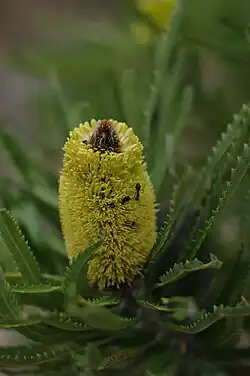 A yellow cylindrical flower spike with ants crawling among the flowers