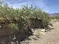 Vegetation on dry wash bank