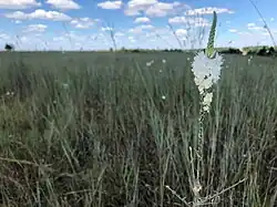 Guara growing in the nature of the Louis René Barrera Indiangrass Wildlife Sanctuary