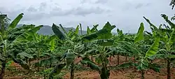 Plantain cultivation in Palmarejo