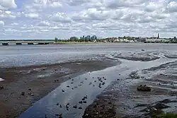 Harbour view with ducks