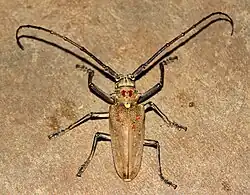 Batocera rufomaculata