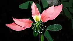 Downward-facing flower with five pale red petals, one yellow at the base, and green stamens