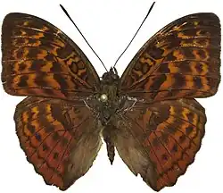 Male, Mbalmayo, Cameroon