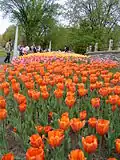 Tulips at Dow's Lake during 2005 Ottawa Tulip Festival