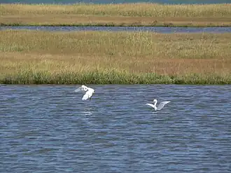 Egrets in marsh