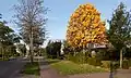 The Ressensestraat during autumn