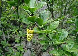 B. vulgaris flowers and foliage, cultivated in Denmark