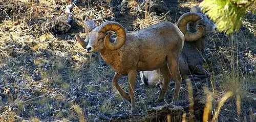 Bighorn sheep grazing on the island.