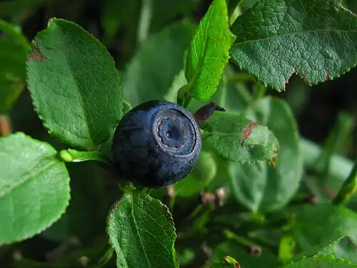 Fruit close-up
