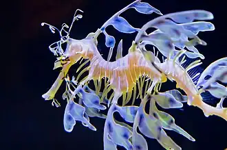 Leafy seadragon (Phycodurus eques).