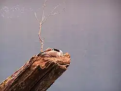 Dead tree trunk with bird nesting on top