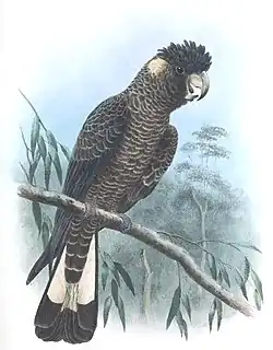 Illustration by Herbert Goodchild, 1916–17