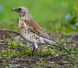 Fieldfare, Stockholm