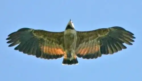 In flight over the Iberá marshes, Argentina