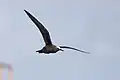 Black noddy in flight