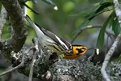 Blackburnian warbler (Setophaga fusca) male