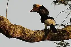 Like all Bycanistes, the black-and-white-casqued hornbill has pied plumage and a dull beak. It is found in wooded habitats in Africa.