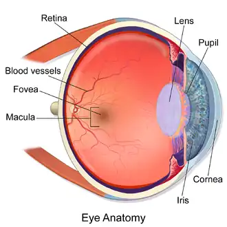 Illustration showing main structures of the eye including the fovea