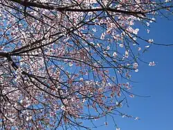 Peach blossoms in full bloom.
