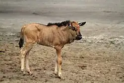 Blue wildebeest calf