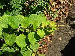 Variety japonica, showing thick leaves with many teeth