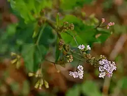 B. erecta in Hyderabad