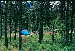 Photo of a tent and campsite through pine trees