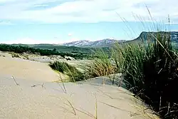 grass-like plants growing in deep sand drifts with bluffs in the distance