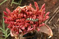 Larvae of Diaphone eumela, the Cherry Spot Moth, feeding on inflorescence