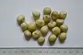 Large (circa 1 cm) globose seeds (with scale reference)