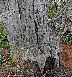 subsp. rehmanniana, bark