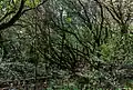 Laurisilva in the Garajonay National Park