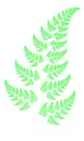 Barnsley's fern, a fractal fern computed using an iterated function system