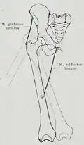 Adduction and abduction of the femur. The centre of rotation of the hip has been marked.