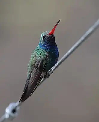 Adult male C. latirostris