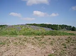 Bowl barrow 300 m north east of Whitnell Corner