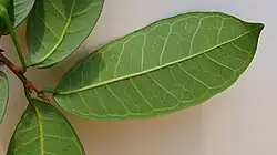 Close up of abaxial surface of leaf