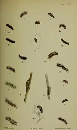 Fig. 3 larvae after last moult