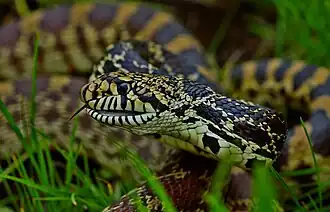 Coseup of the head of a Bullsnake (Pituophis catenifer sayi), Clark County, Missouri
