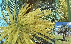 Flowers of Butia yatay in Quebracho, Paysandú Department, Uruguay.