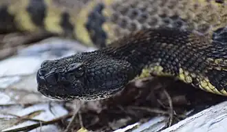 A black headed timber rattlesnake from West Virginia.