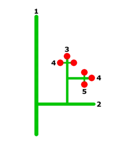 Diagram showing a large branch, numbered 1, with a secondary branch numbered 2, which in turn produces tertiary branches numbered 3 smaller sub-branches numbered 4, one of which in turn produces a side branch numbered 5. Flowers appear at the ends of branches numbered 3, 4, and 5